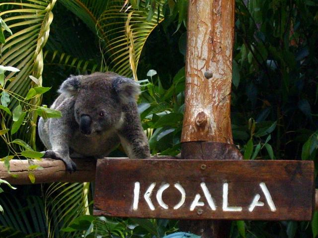 les-exploratrices-fanny-skyblog-australie-2006-koala