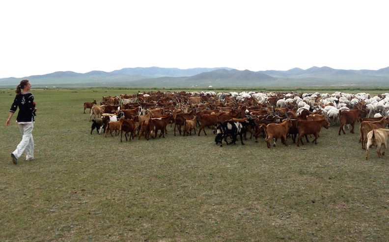 mongolie-famille-nomade-charlotte-ramene-troupeaux