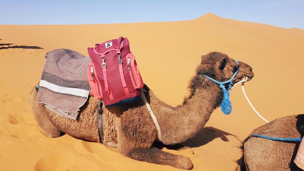 les-exploratrices-maroc-merzouga-desert-chameau-poler
