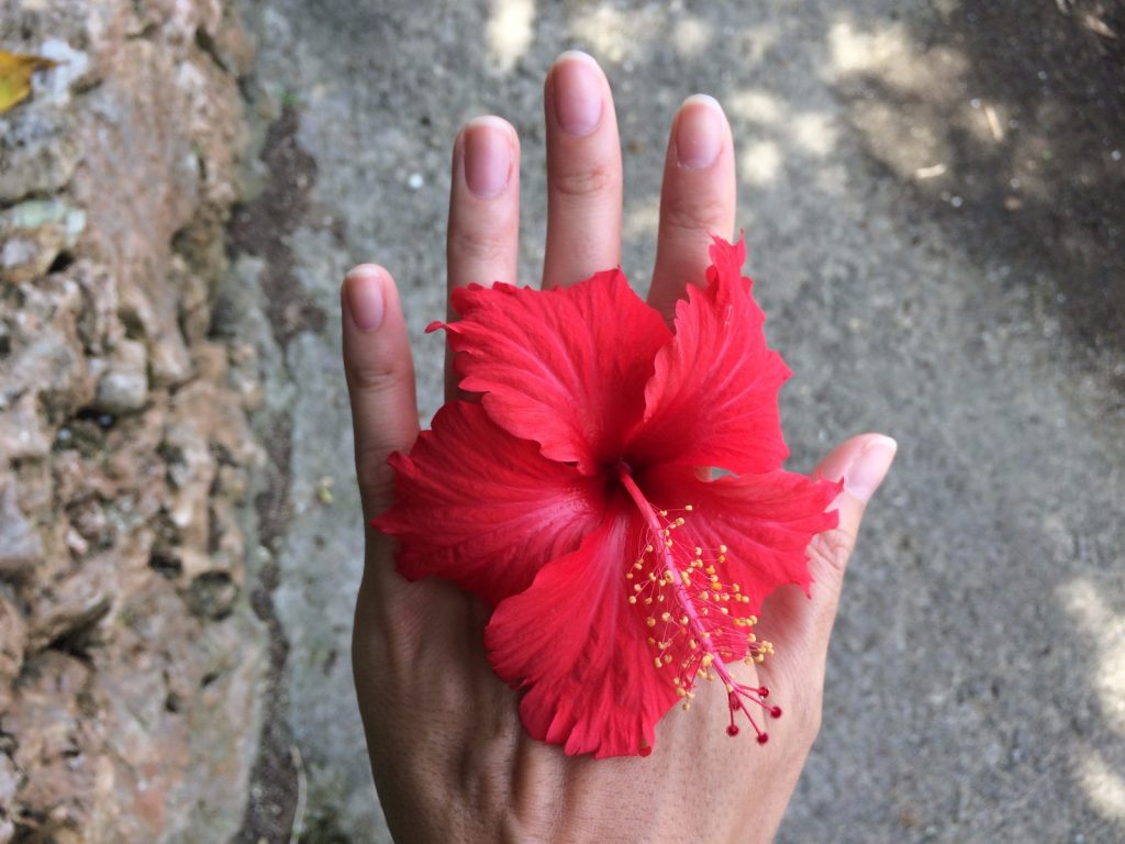 les-exploratrices-ishigaki-fleur-hibiscus