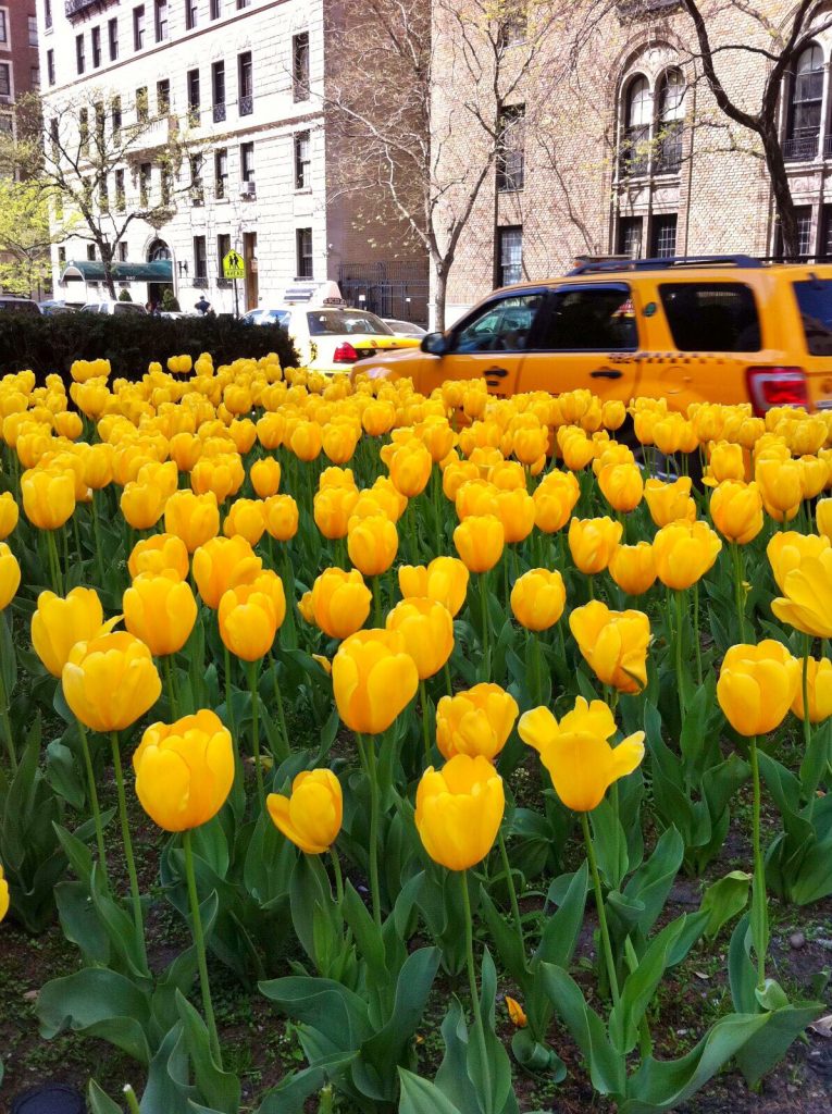 les-exploratrices-nyc-yellow-cab-tulipes
