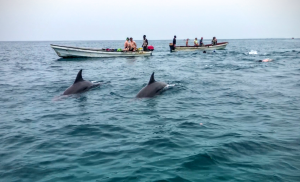 quoi faire à zanzibar et nager avec les dauphins