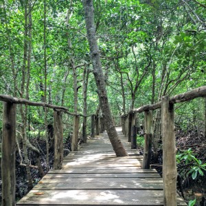 quoi faire à zanzibar dans les mangroves