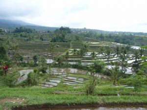 les jatiluwih rice paddies à ubud sont au patrimoine de l'unesco