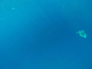 snorkelling avec une tortue sur gili air