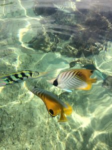 ishigaki et les poissons multicolores de yonehara beach