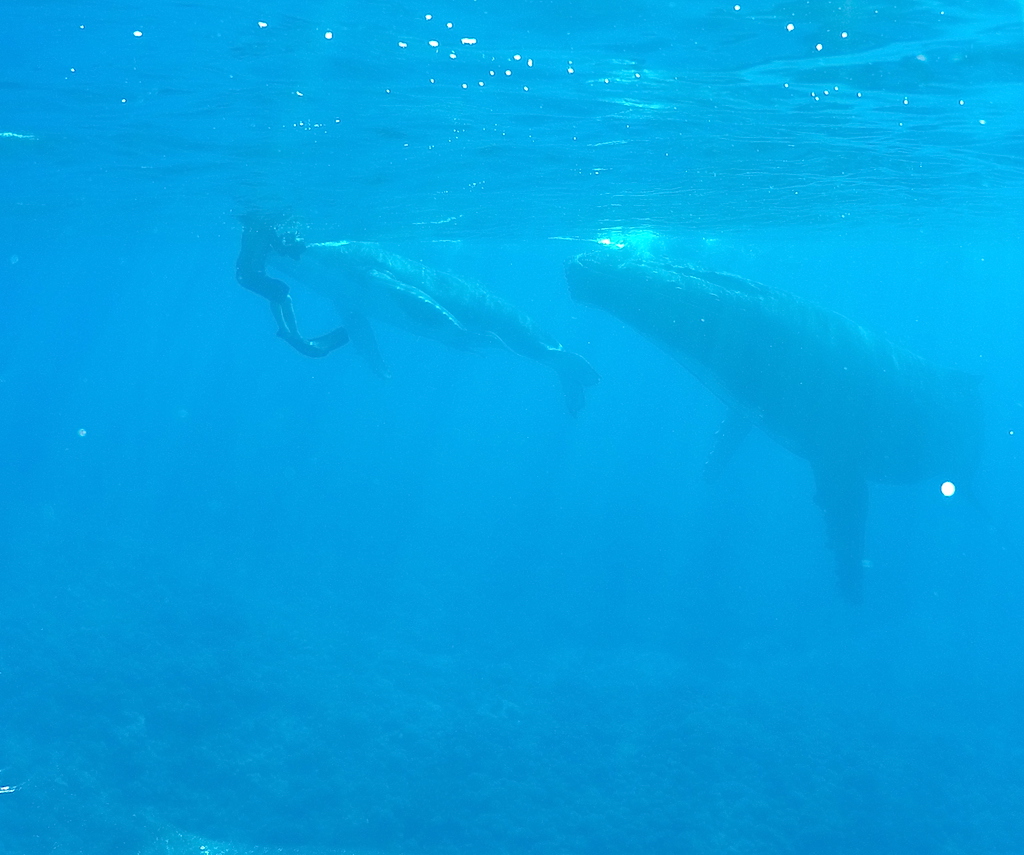 nager avec les baleines à Moorea