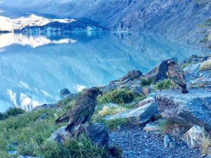 les visites incontournables en Nouvelle-Zélande : mont cook