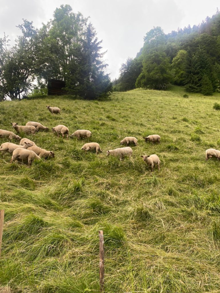 les-exploratrices-val-d-arly-savoie-mont-blanc-moutons