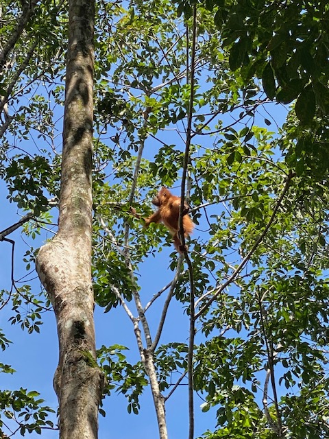 voyage solidaire à sumatra orang-outan