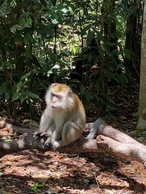 voyage solidaire à sumatra singe